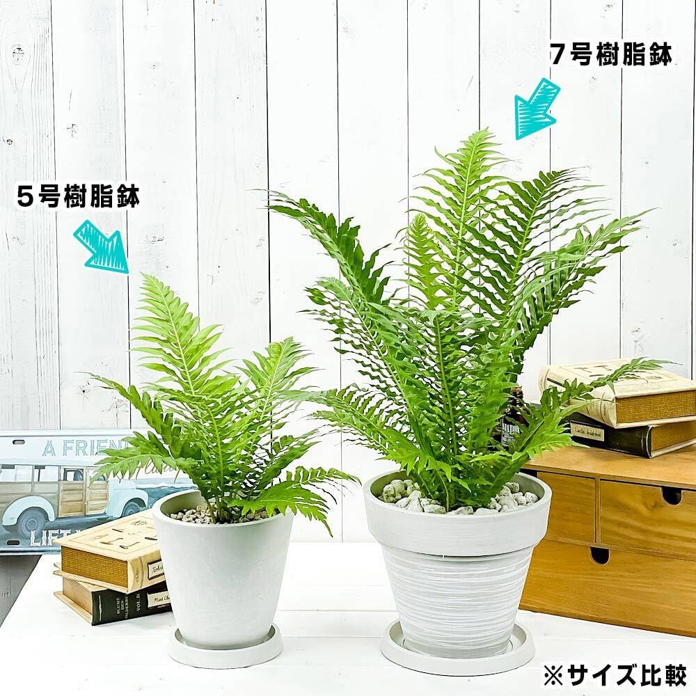 PLANCHU 観葉植物 ブレクナム シルバーレディ 5号樹脂鉢 ホワイト サスティー付き 受け皿付き 育て方説明書付き Blechnum gibbum ‘Silver Lady’ シダ植物