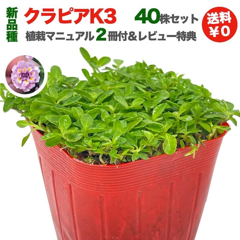 【肥料プレゼント中】 クラピア K3（ピンク）紫品種  9cmポット苗  40株セット 完全植栽マニュアル付き  ピンク色 桃色 イワダレソウ改良種 グランドカバー プランツ 植物 ピンクの花 庭 屋上 緑化 耐寒性 多年草 地被植物 ほふく性 下草 背が低い 宿根草