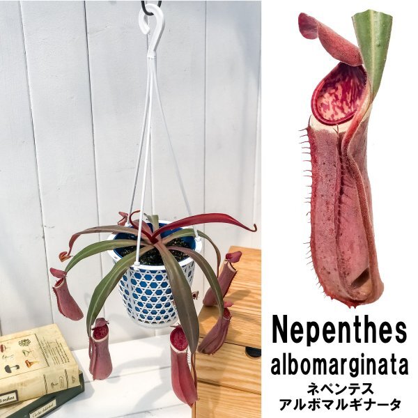 PLANCHU 食虫植物 ネペンテス アルボマルギナータ 4号吊り鉢 育て方説明書付き Nepenthes albomarginata ウツボカズラ