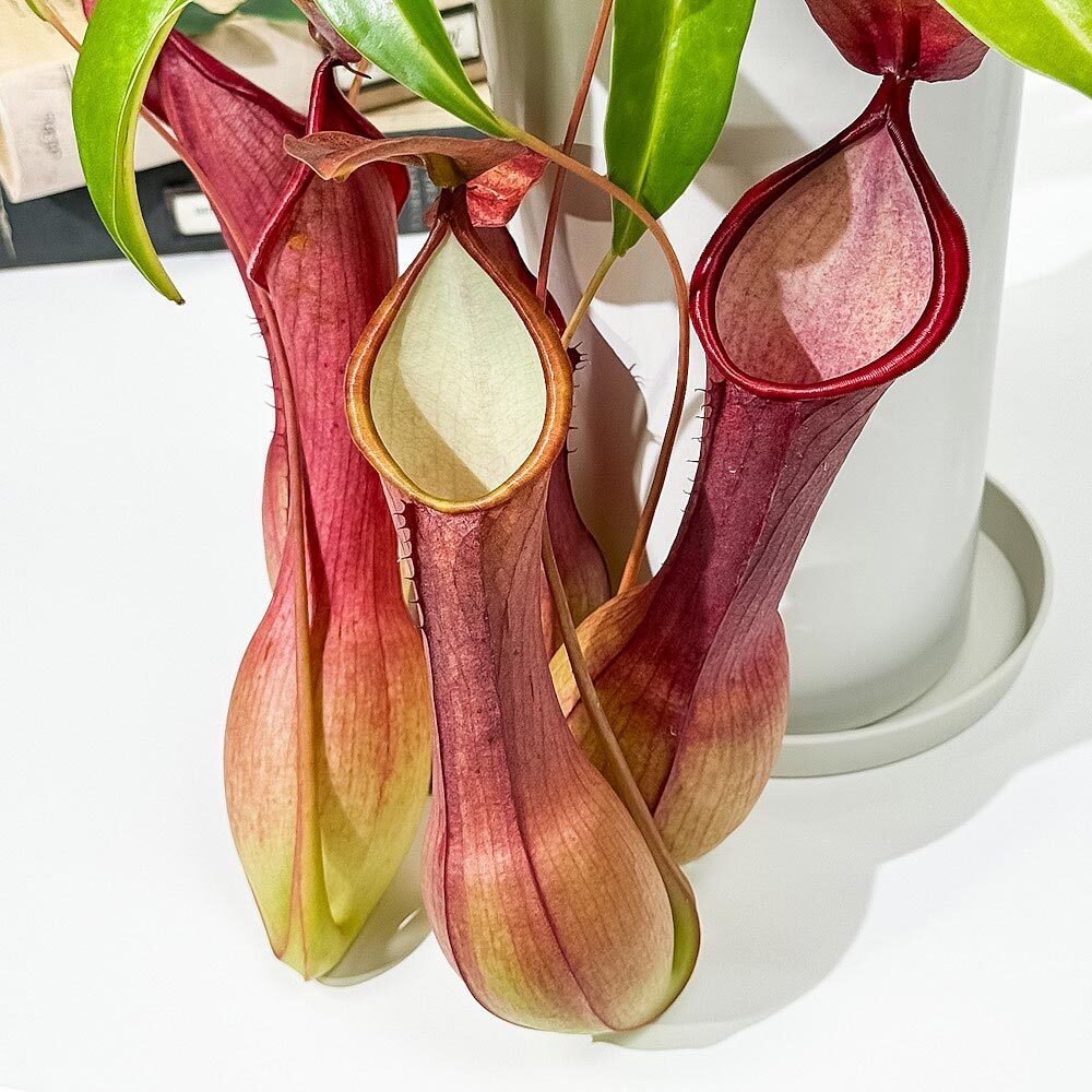 PLANCHU 食虫植物 ネペンテス アラタ アカ 5号鉢 受け皿付き 育て方説明書付き Nepenthes alata アラータ ウツボカズラ