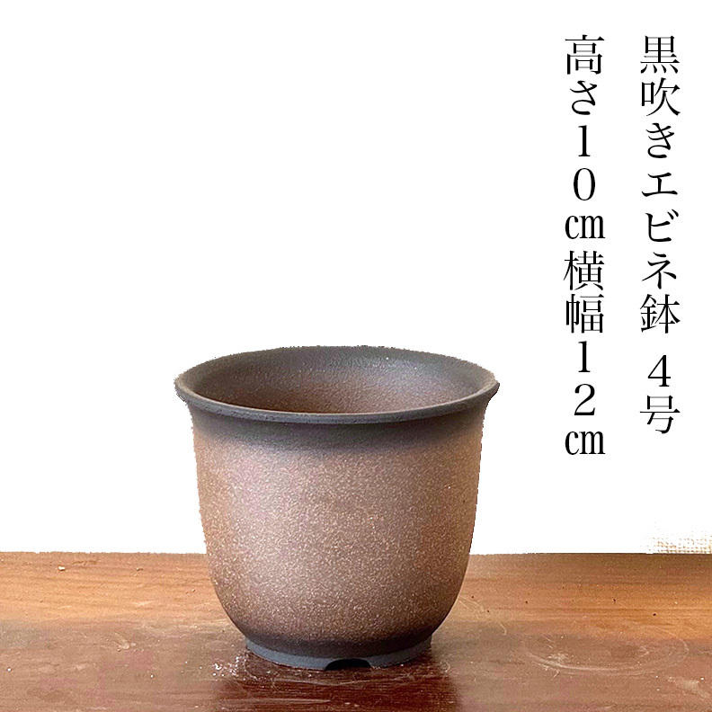 金木犀 銀木犀 黒吹きエビネ鉢植え 送料無料 育て方ガイド付 日時指定可 大人気ギフト 癒し 植物 花が咲く 出産祝い 風水開運 盆栽 室内 初心者 引越し祝い 癒し 植物 父親 誕生日 プレゼント