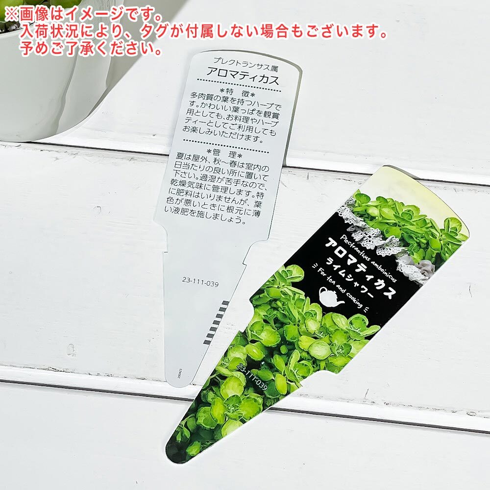 PLANCHU 観葉植物 プレクトランサス アロマティカス ライムシャワー 3.5号鉢 受け皿付き 育て方説明書付き Plectranthus hadiensis ‘Lime Shower’ 斑入り ハーブ苗 虫除け植物