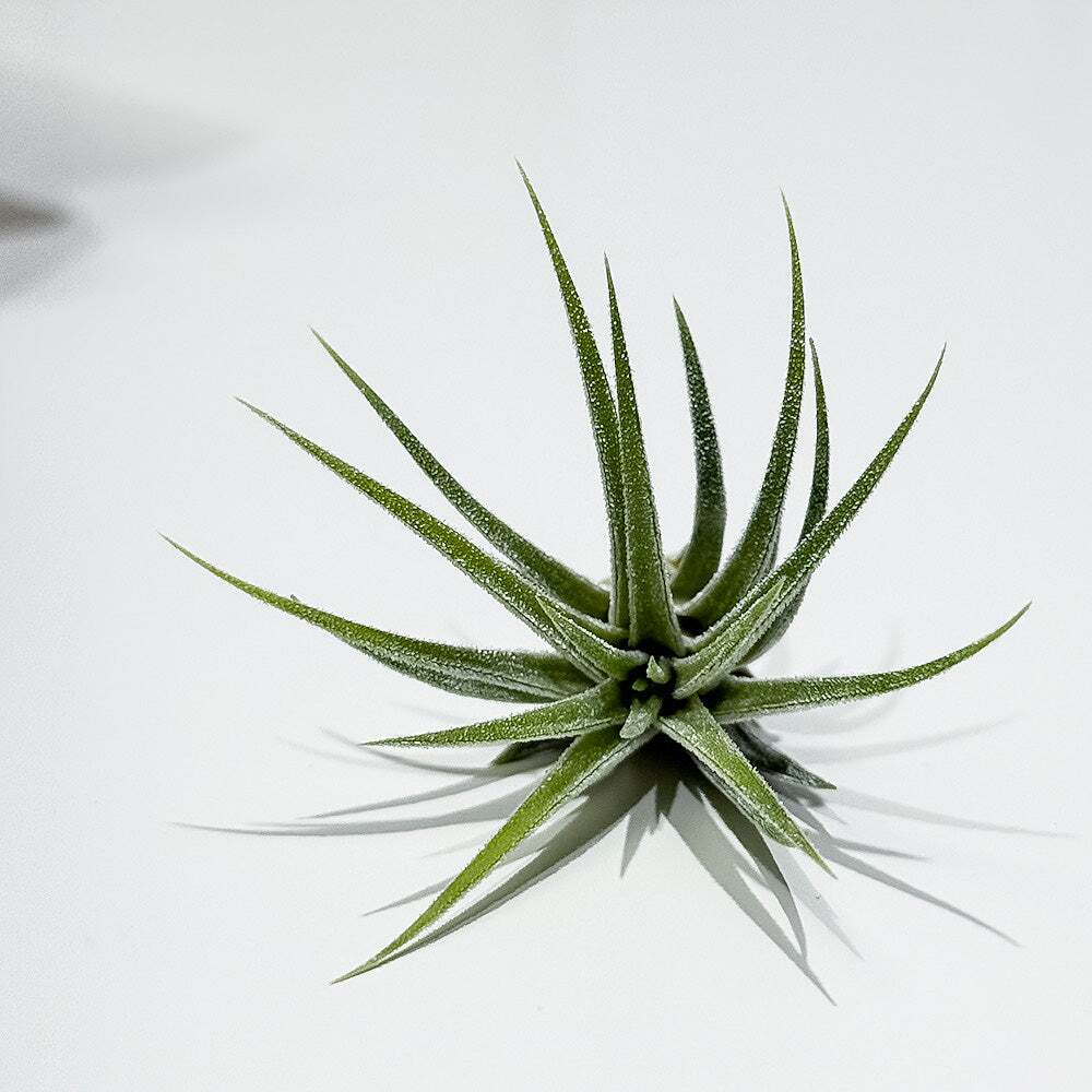 PLANCHU メール便発送 エアプランツ ティランジア イオナンタ 白花 Sサイズ 1株 W3×H3cm前後 育て方説明書付き Tillandsia ionantha ‘White Flower’ エアープランツ チランジア