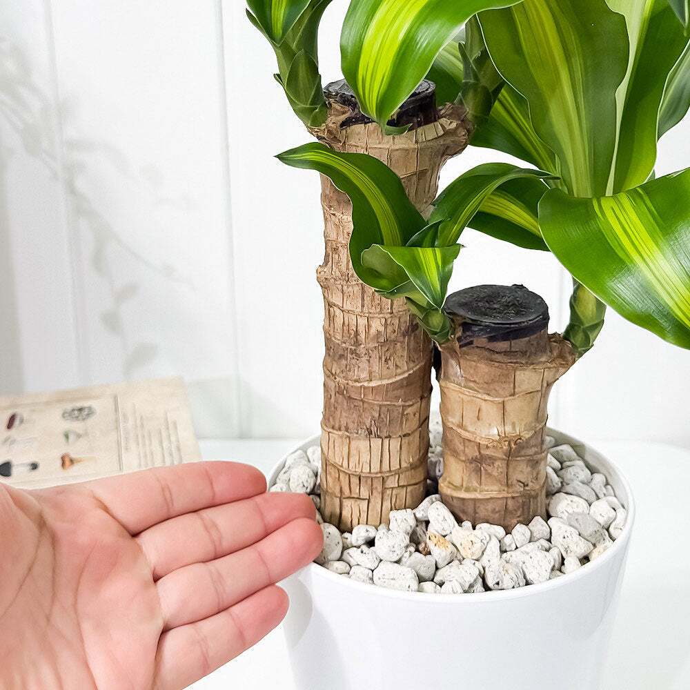 PLANCHU 観葉植物 ドラセナ マッサンゲアナ 5号鉢 受け皿付き 育て方説明書付き Dracaena fragrans ‘Massangeana’ 幸福の木