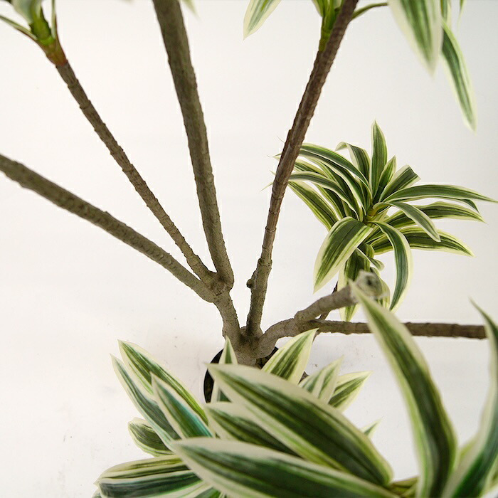 観葉植物 造花 ソングオブジャマイカ BROWN 全高約180cm 大型 フェイクグリーン 高級 本物そっくり リアル おしゃれ スタイリッシュ インテリア 人工観葉植物 アーティフィシャルグリーン モダン オフィス 店舗 ホテル 開店祝い 室内 リビング 玄関 風水 ドラセナ