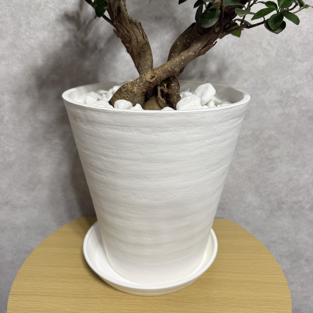 ガジュマル 観葉植物 八の字 8号鉢苗 大型 盆栽 末広がりの8の字 室内 珍しい 希少種 多幸の木 幸福をもたらす精霊が住むガジュマルの木 おしゃれなインテリア 結婚祝い 新築祝い 開店祝い 開業祝い 誕生日 母の日 父の日 記念日 プレゼントギフト 肥料別売り 敬老の日