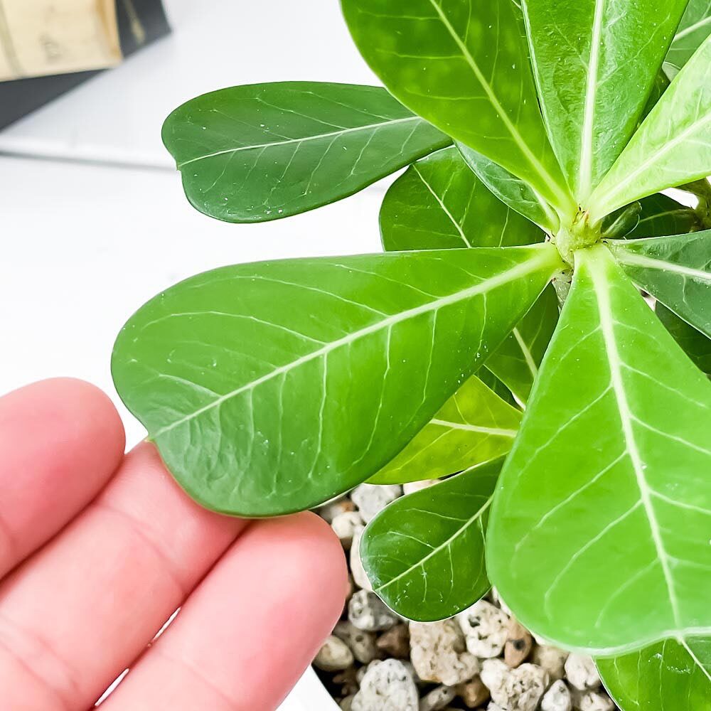 観葉植物 アデニウム 3.5号鉢 3鉢セット 受け皿付き 育て方説明書付き Adenium コーデックス 塊根植物 多肉植物
