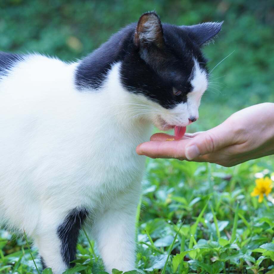 わんちゃんとねこちゃんの「ごほうびふりかけ」４種入 / Dog・Cat ドッグフード キャットフード おやつ【送料無料】