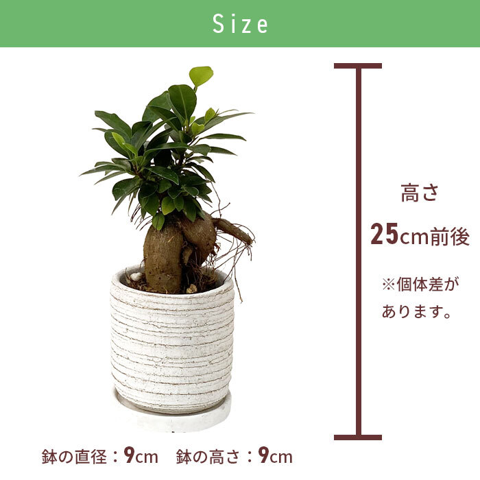 ガジュマル 4号 利休陶器 高さ約25cm 観葉植物
