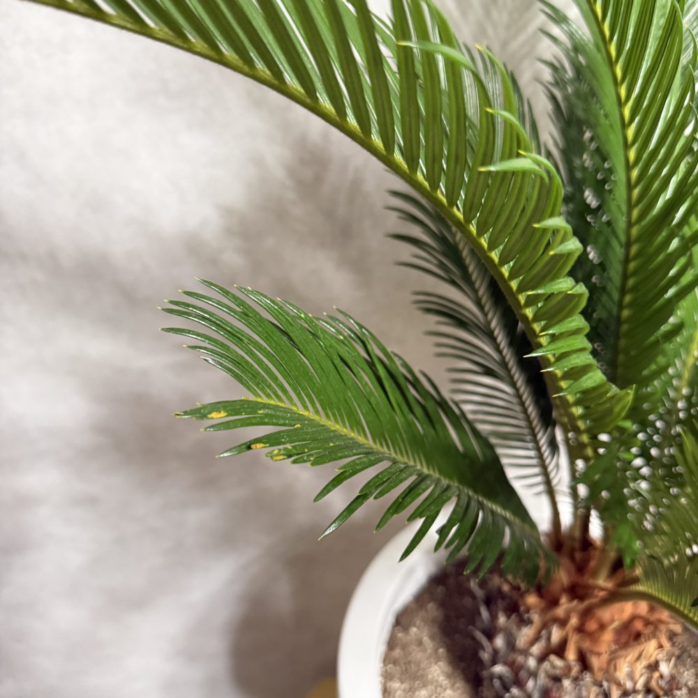 現品 観葉植物 ソテツ 蘇鉄 高さ80cm 10号鉢苗 大型種類 大きい 鉢植え 和風 和室 南国 おしゃれな室内インテリア 日陰 風水 玄関 リビング 初心者におすすめ 簡単で育てやすい 耐陰性 部屋 屋外 かわいい ベランダ プレゼント ギフト 開店祝い 結婚祝い 窓際 テレビ横 モダン 贈答