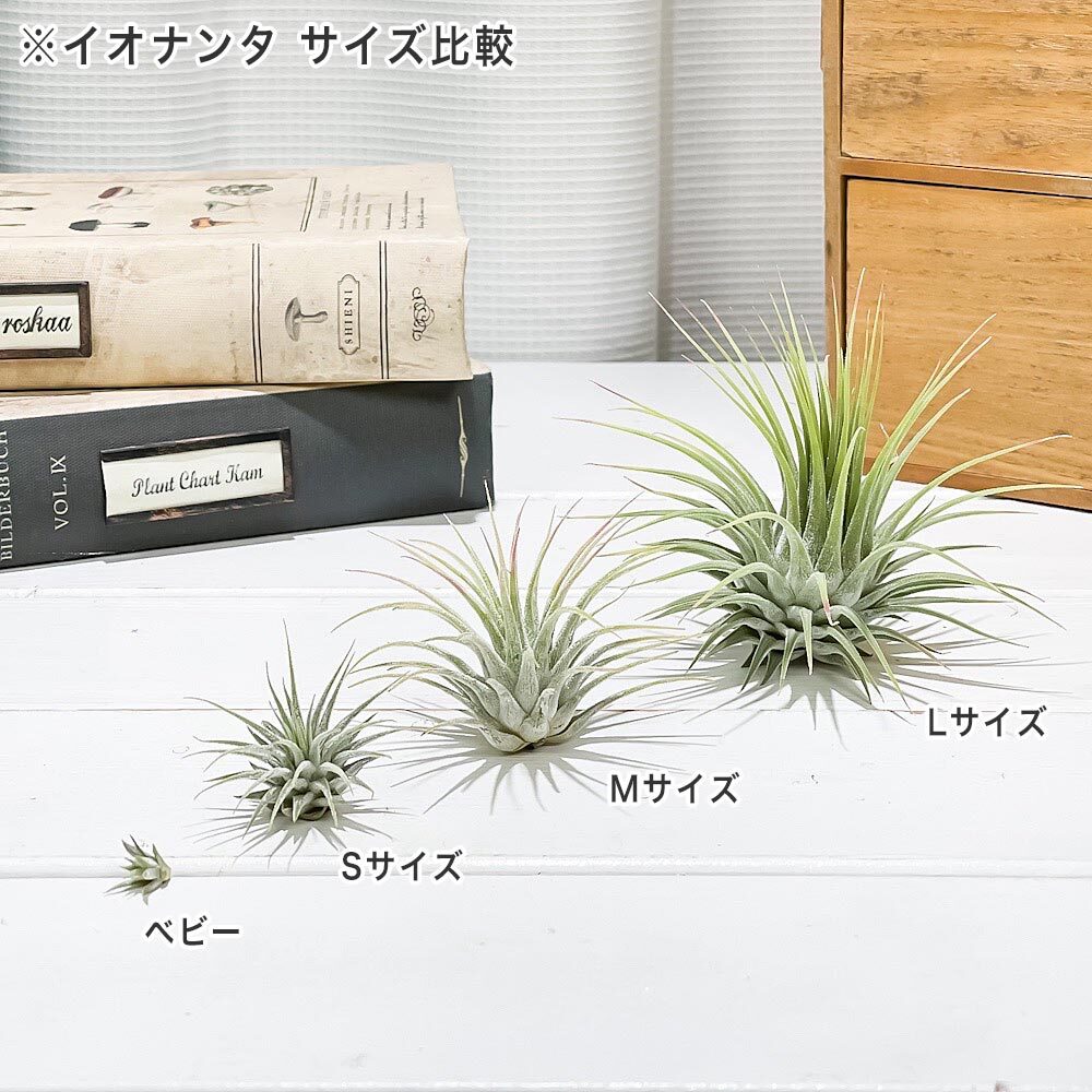 PLANCHU エアプランツ ティランジア イオナンタ Sサイズ 1株 W3×H3cm前後 育て方説明書付き Tillandsia ionantha エアープランツ チランジア