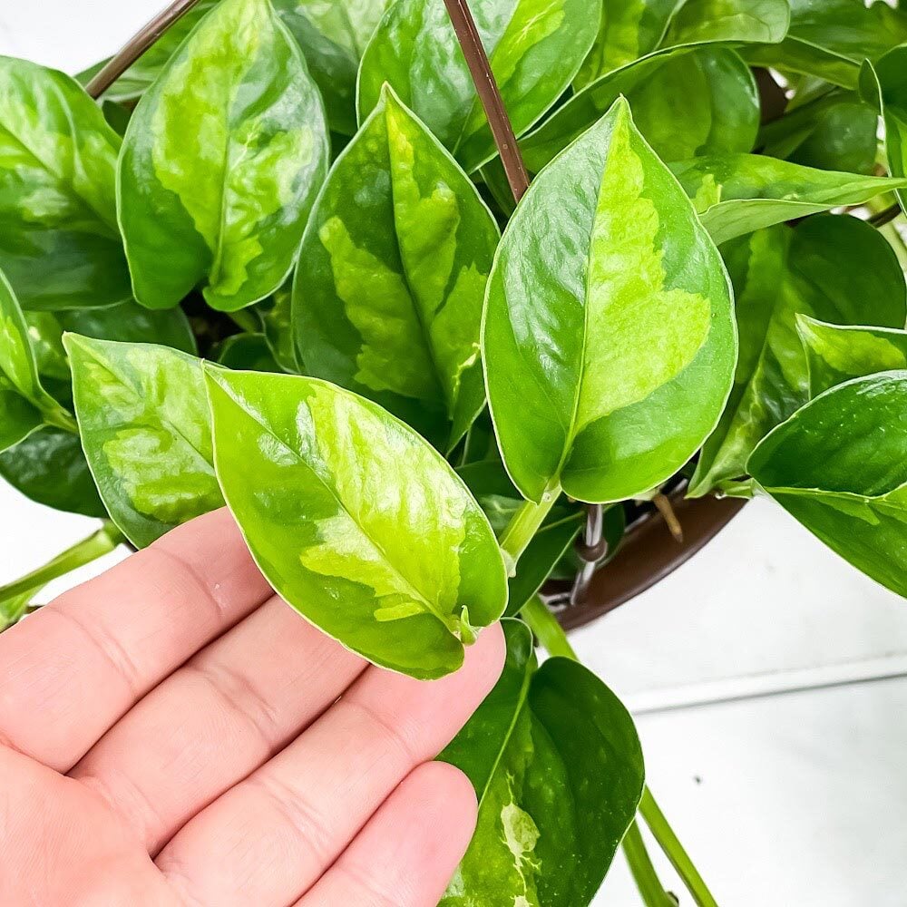 PLANCHU 観葉植物 ポトス グローバルグリーン 5号吊り鉢 育て方説明書付き PVP Epipremnum aureum ‘Global Green’ エピプレムナム アロイド
