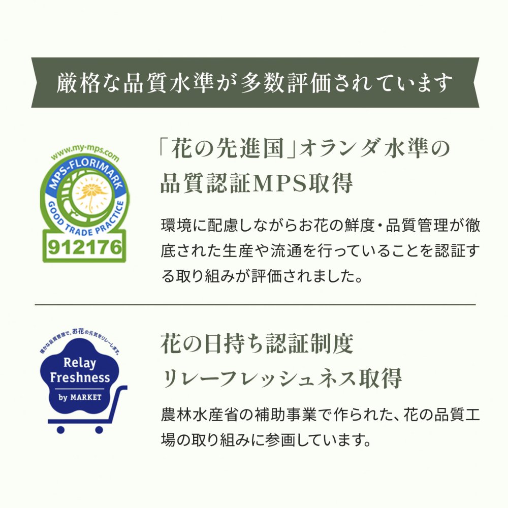 選べる 観葉植物 ポトス & アイビー ガジュマル &サンスベリア お試し 2点 セット 鉢付き 3号 ミニサイズ 幸運の木 風水 インテリア 室内 オシャレ 70代 あす楽 翌日配送  オフィス 開店祝い 結婚式 新築祝い 就職祝い 開業祝い