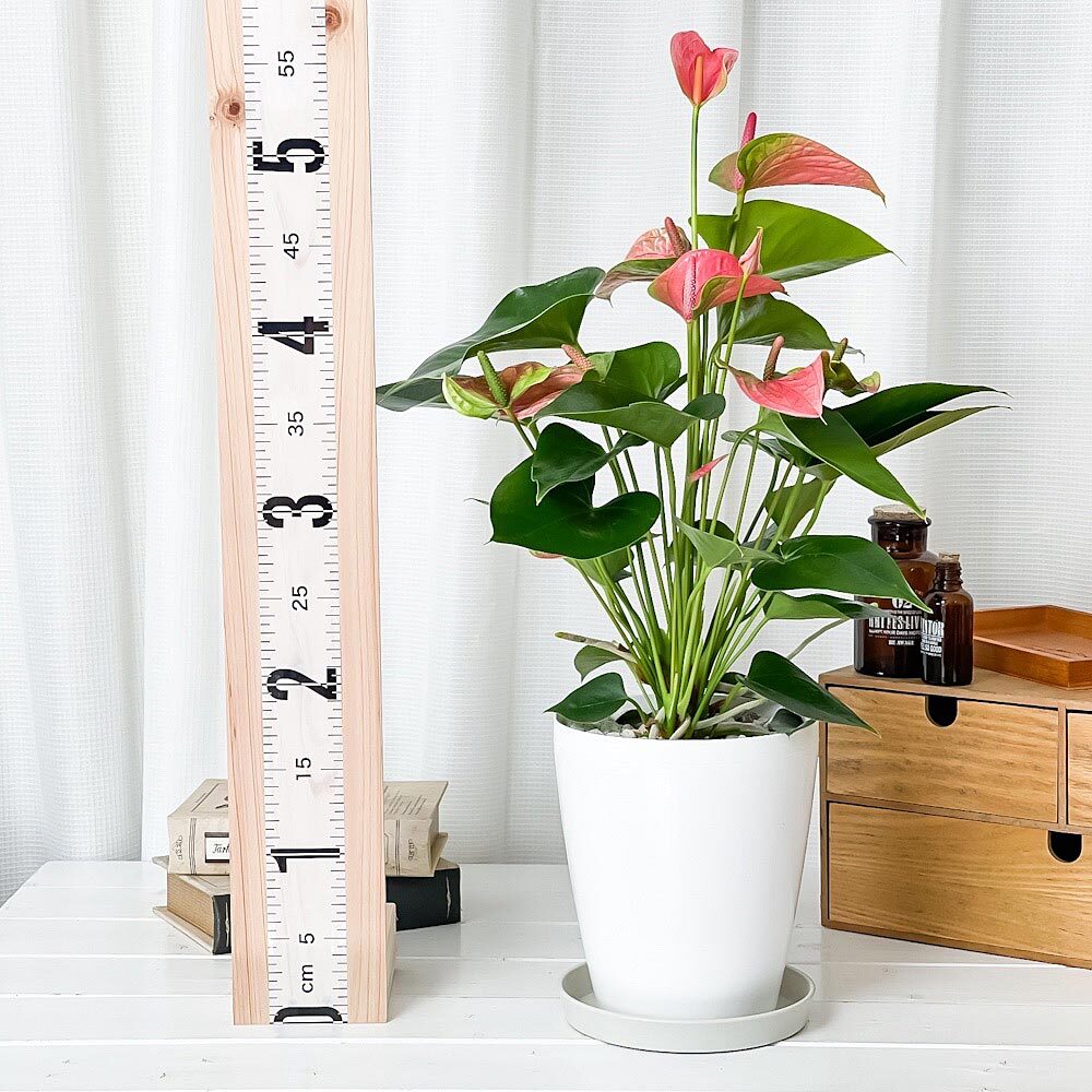 PLANCHU 観葉植物 アンスリウム スイートドリーム 6号鉢 受け皿付き 育て方説明書付き Anthurium andraeanum ‘Sweet Dream’ アンスリューム アロイド 鉢花 ピンク系