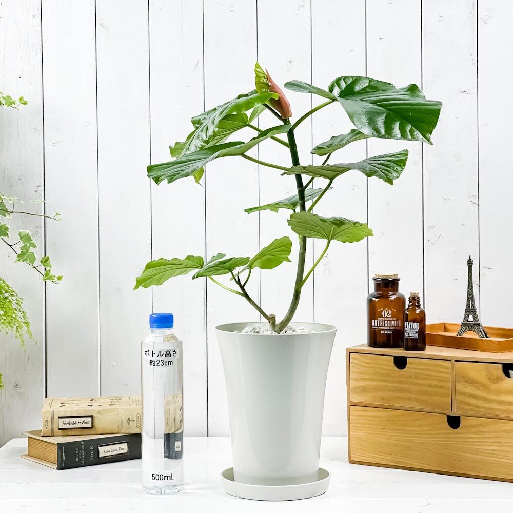 PLANCHU 観葉植物 フィカス ウンベラータ 6号鉢 受け皿付き 育て方説明書付き Ficus umbellata ゴムノキ