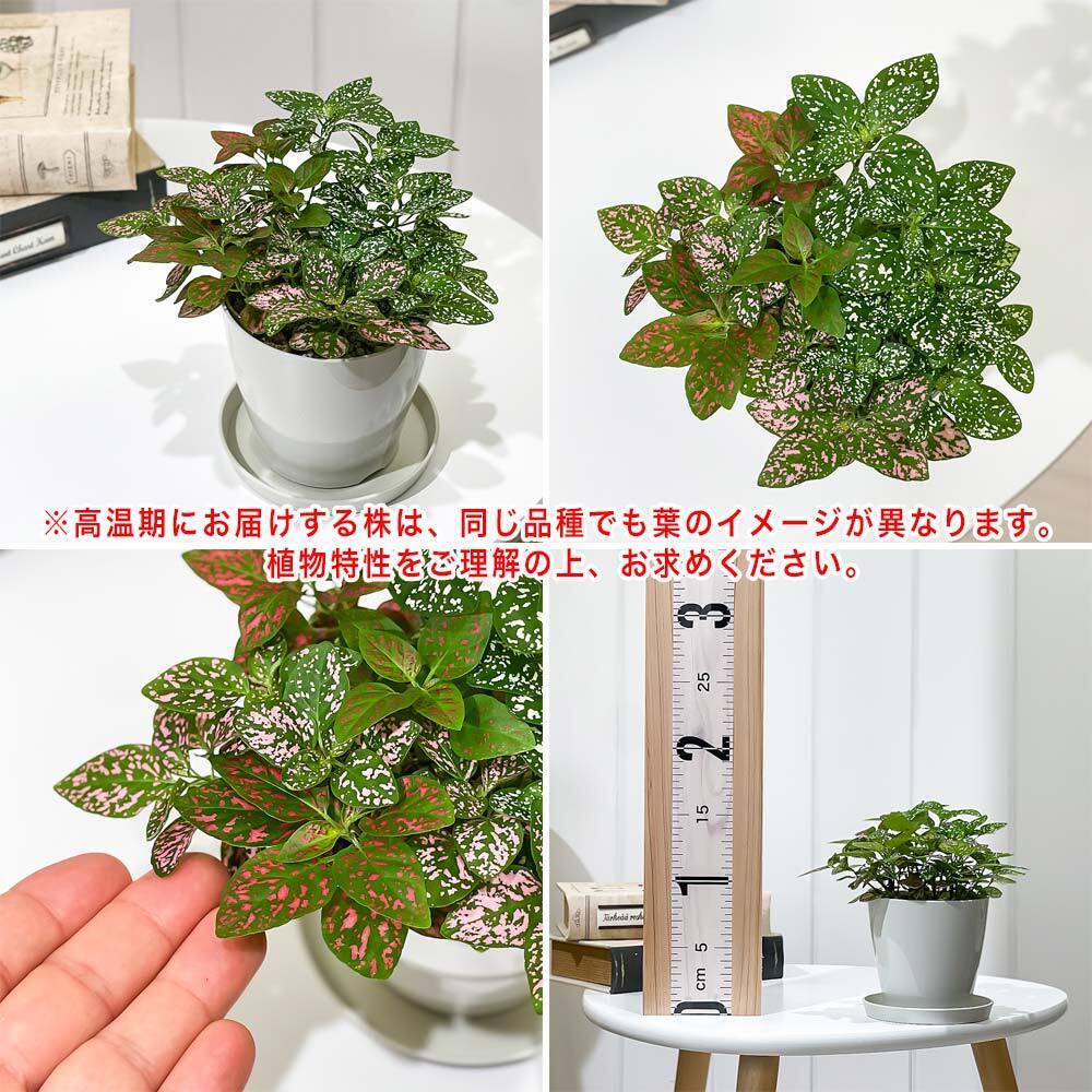 PLANCHU 観葉植物 ヒポエステス ミックス植え 3.5号鉢 受け皿付き 育て方説明書付き Hypoestes phyllostachya cv.