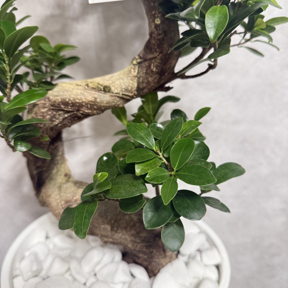 現品 ガジュマル 観葉植物 曲がり 8号鉢苗 大型 盆栽 登り樹 昇り竜 室内 珍しい 希少種 多幸の木 幸福をもたらす精霊が住むガジュマルの木 おしゃれなインテリア 結婚祝い 新築祝い 開店祝い 開業祝い 誕生日 母の日 父の日 記念日 プレゼントギフト 肥料別売り 敬老の日