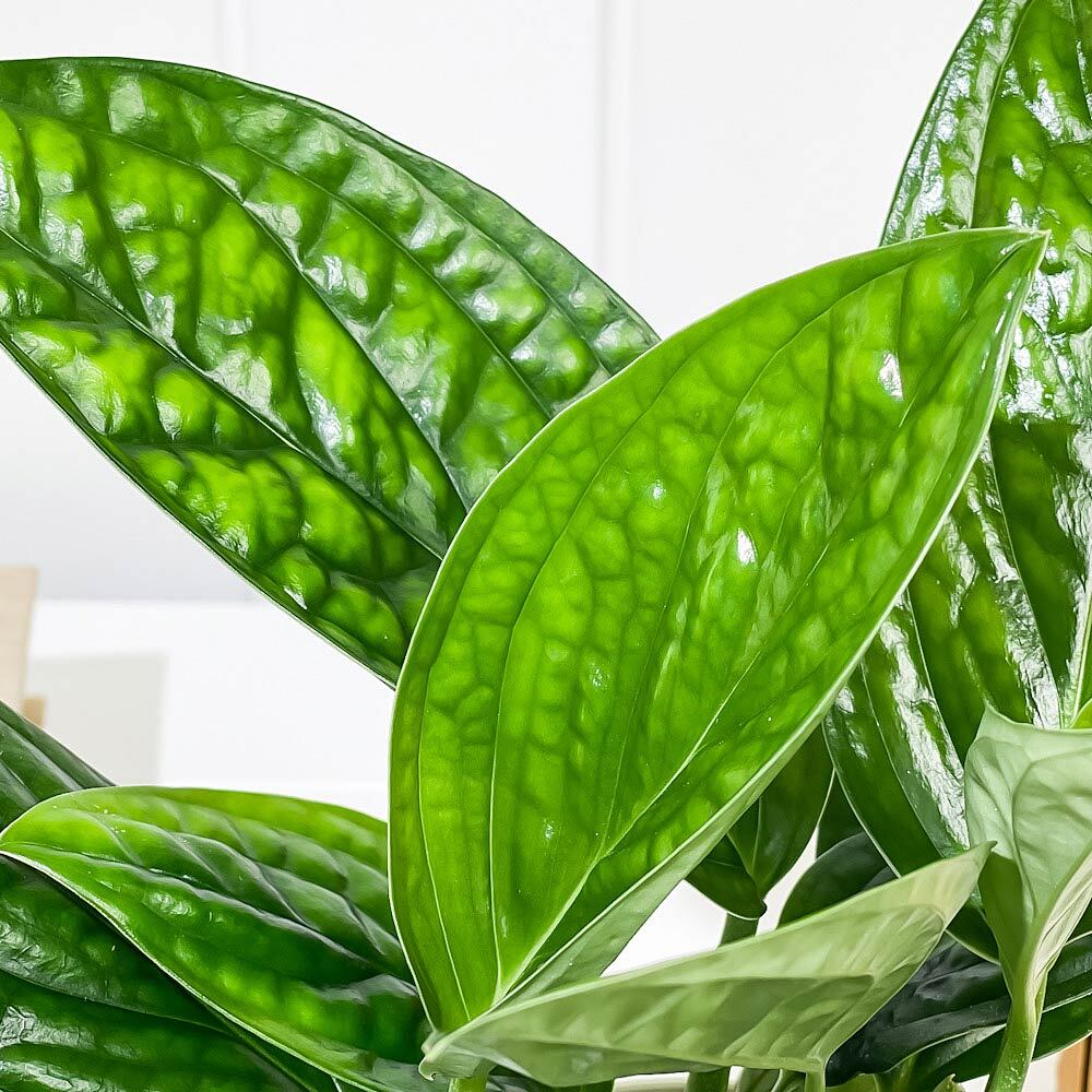 PLANCHU 観葉植物 モンステラ ジェイドシャトルコック 4号鉢 受け皿付き 育て方説明書付き Monstera karsteniana `Jade Shuttlecock’ アロイド