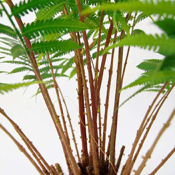観葉植物 造花 ファーン BROWN 全高約74cm 卓上・小型 フェイクグリーン 本物そっくり おしゃれ インテリア 人工観葉植物 アーティフィシャルグリーン オフィス 店舗 ホテル 開店祝い 室内 ミニ シダ 観葉 フェイク