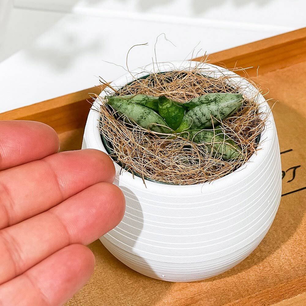 PLANCHU 多肉植物 サンセベリア ボンセレンシス スーパードワーフ 3号丸鉢 受け皿付き 育て方説明書付き Sansevieria ‘Boncellensis Super Dwarf’ サンスベリア