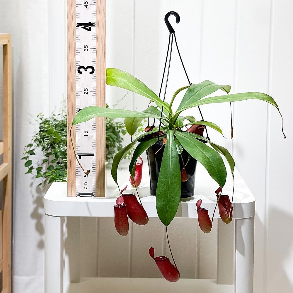 PLANCHU 食虫植物 ネペンテス レディラック 5号吊り鉢 育て方説明書付き Nepenthes ‘Lady Luck’ ウツボカズラ