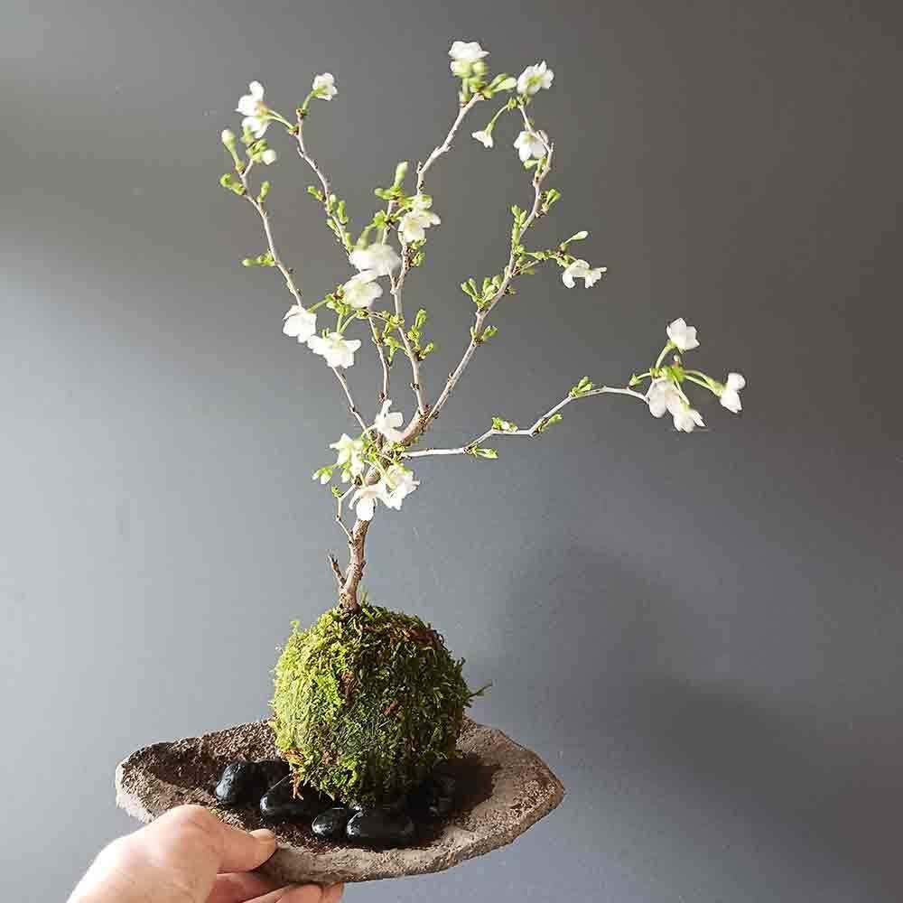 桜・・・そう聞くだけで心和む景色を貴方のもとへ【富士桜（湖上の舞）の苔玉・くらま器セット】