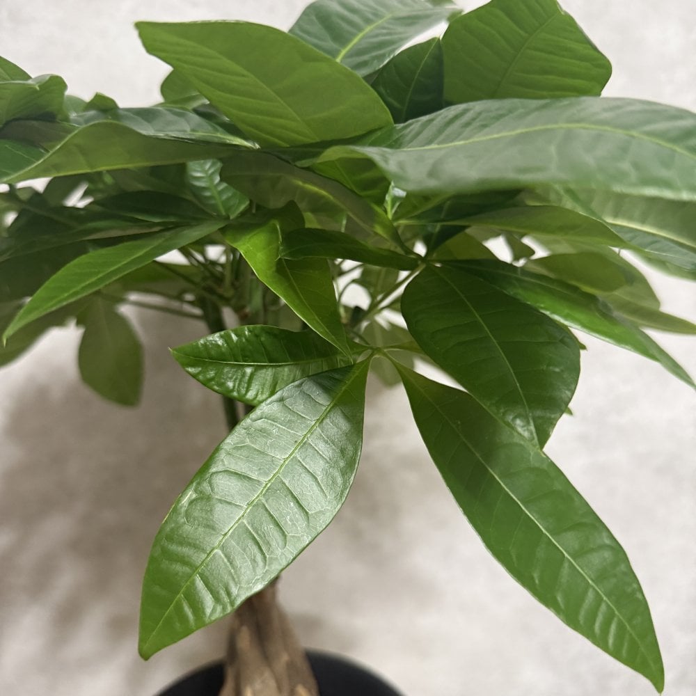 観葉植物 パキラ グラブラ 5本編み 5号 高さ約45cm マネーツリー 発財樹 縁起物 金運 風水 育てやすい 耐陰性 インテリア 玄関 リビング 新築祝い 開店祝い 開業祝い 移転祝い 周年祝い 引っ越し祝い 誕生日 お祝い ギフト プレゼント おしゃれ