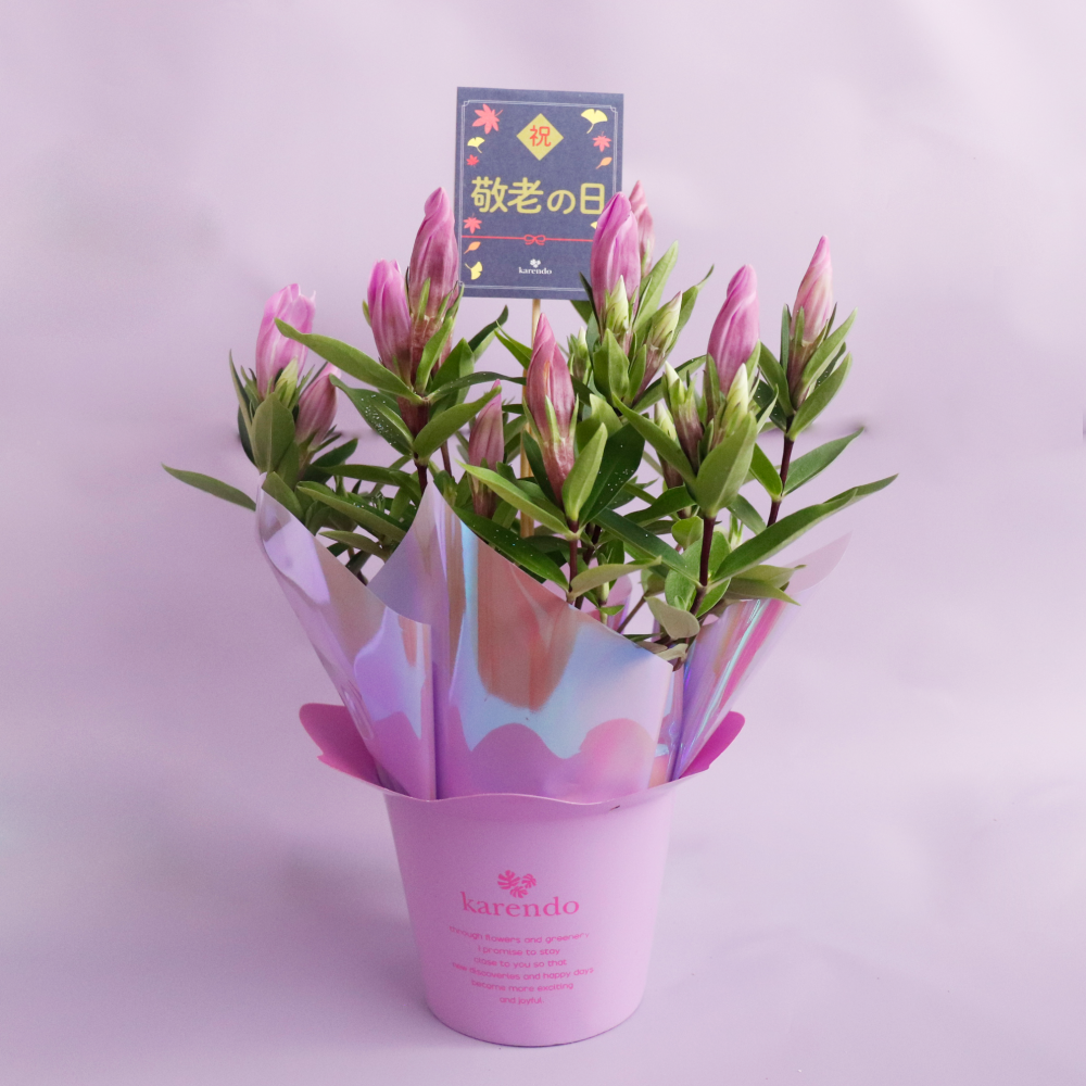 【敬老の日】リンドウ鉢＆フルレット・ダリアセット（鉢花とチョコセット）　花とスイーツのセット 人気 おじいちゃん おばあちゃん お祝い 感謝 お菓子 食品 おすすめ