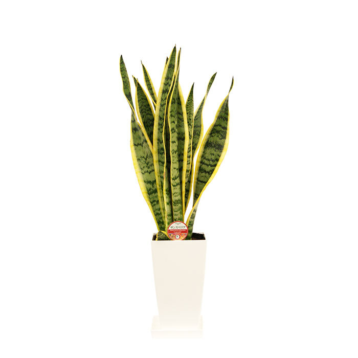 サンスベリア 6号 角プラ 高さ約60cm 観葉植物