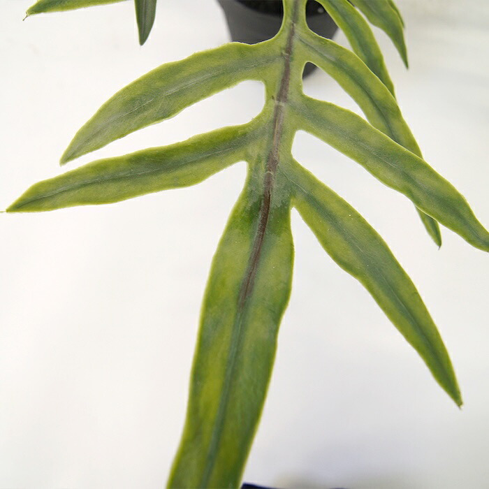観葉植物 造花 フレボディウム BROWN 全高約65cm 卓上・小型 フェイクグリーン 本物そっくり おしゃれ インテリア 人工観葉植物 アーティフィシャルグリーン オフィス 店舗 ホテル 開店祝い 室内 ミニ ブルースター シダ フェイク
