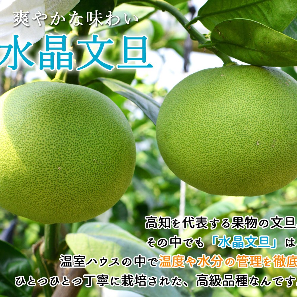 水晶文旦 特選品 3kg 5kg 大玉 家庭用 贈答用 高知県 土佐市産 生産者直送 Aランク 高知産 ハウス栽培 温室栽培 秋文旦 早生ぶんたん 秋の味覚 高級ギフト 化粧箱入り 産地直送 高級フルーツ 柑橘 果物 【送料無料】