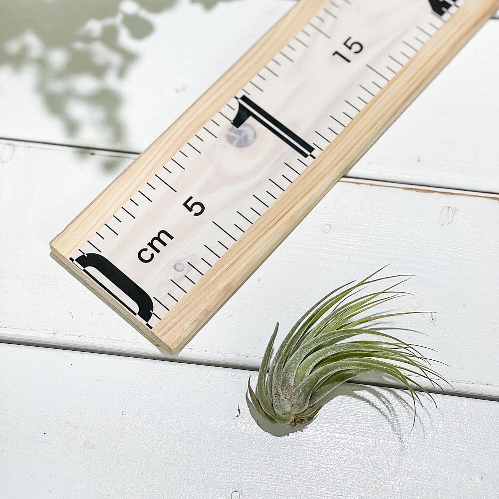PLANCHU エアプランツ ティランジア コルビー Mサイズ 1株 W4×H6cm前後 育て方説明書付き Tillandsia scaposa スカポーサ エアープランツ チランジア
