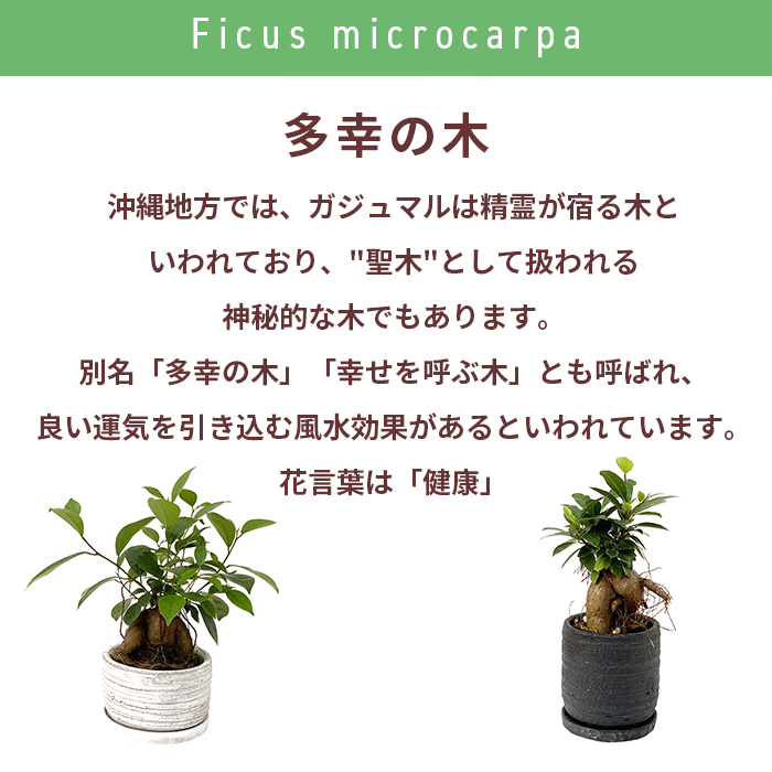 ガジュマル 5号 利休浅陶器 高さ約30cm 観葉植物