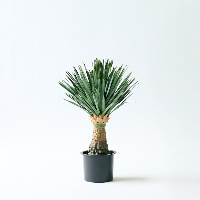 観葉植物 造花 ユッカ・リギダ BROWN 全高約65cm 卓上 多肉植物 フェイクグリーン 高級 本物そっくり リアル おしゃれ インテリア 人工観葉植物 アーティフィシャルグリーン ドライガーデン モダン オフィス 店舗 開店祝い 室内 リビング 玄関 風水 フェイク