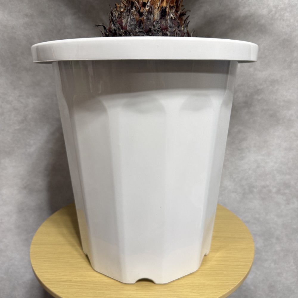 現品 観葉植物 ソテツ 蘇鉄 高さ80cm 10号鉢苗 大型種類 大きい 鉢植え 和風 和室 南国 おしゃれな室内インテリア 日陰 風水 玄関 リビング 初心者におすすめ 簡単で育てやすい 耐陰性 部屋 屋外 かわいい ベランダ プレゼント ギフト 開店祝い 結婚祝い 窓際 テレビ横 モダン 贈答