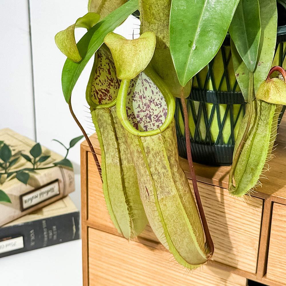 PLANCHU 食虫植物 ネペンテス ルイーザ 5号吊り鉢 育て方説明書付き Nepenthes × Louisa ウツボカズラ