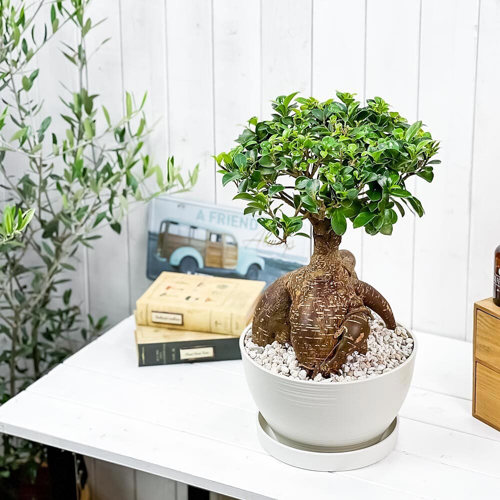 PLANCHU 観葉植物 ガジュマル 太幹大株 8号平鉢 受け皿付き 育て方説明書付き Ficus microcarpa フィカス ミクロカルパ 精霊の宿る木