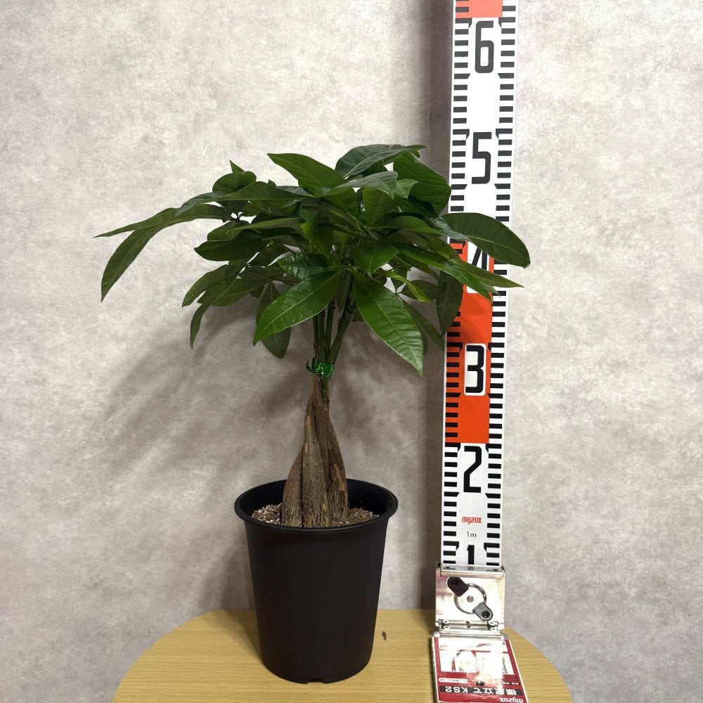 観葉植物 パキラ グラブラ 5本編み 5号 高さ約45cm マネーツリー 発財樹 縁起物 金運 風水 育てやすい 耐陰性 インテリア 玄関 リビング 新築祝い 開店祝い 開業祝い 移転祝い 周年祝い 引っ越し祝い 誕生日 お祝い ギフト プレゼント おしゃれ