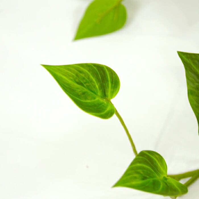 観葉植物 造花 ポトス BROWN 全高約80cm フェイクグリーン 高級 本物そっくり リアル おしゃれ 卓上 インテリア 人工観葉植物 アーティフィシャルグリーン 垂れ下がる つる オフィス 店舗 開店祝い 室内 リビング 玄関 トイレ 風水 フェイク