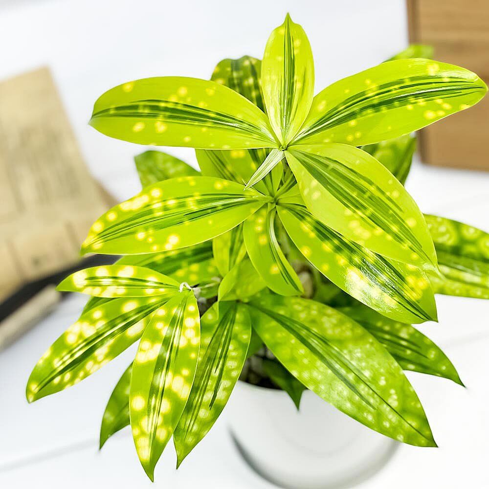 PLANCHU 観葉植物 ドラセナ ファニータ 4号鉢 受け皿付き Dracaena surculosa ‘juanita’ スルクローサ ゴッドセフィアナ 激レア品種