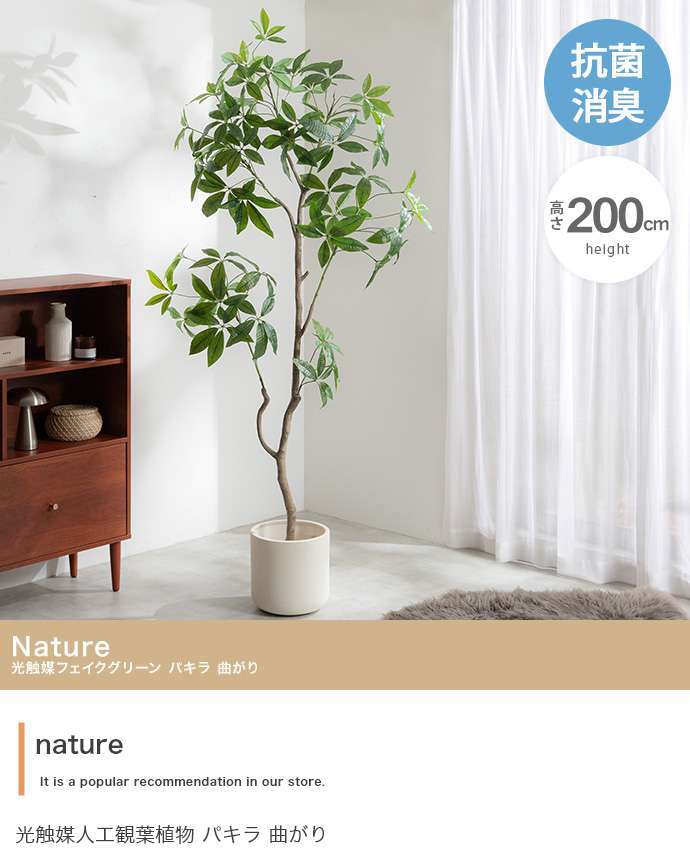 【高さ200cm】光触媒人工観葉植物 パキラ 曲がり 幅55cm×奥行50cm×高さ200cm オフィス 天然木 組立品 お部屋に気軽に飾れて空間を美しく彩るフェイクグリーン 本物の植物のようなリアルな質感とインテリアに馴染む風合いが魅力です