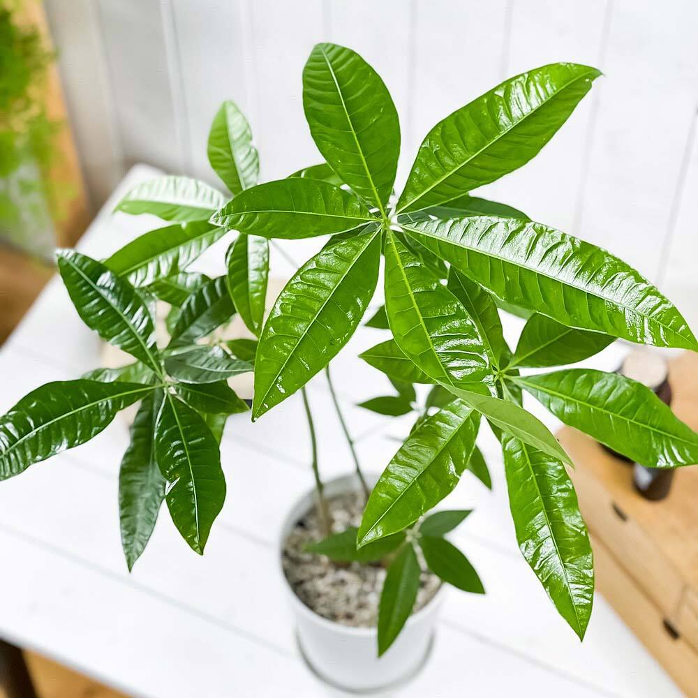 PLANCHU 観葉植物 パキラ ストレート 実生株 5号鉢 受け皿付き 育て方説明書付き Pachira glabra 発財樹