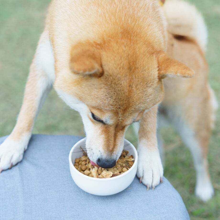 わんちゃんとねこちゃんの「ごほうびふりかけ」４種入 / Dog・Cat ドッグフード キャットフード おやつ【送料無料】