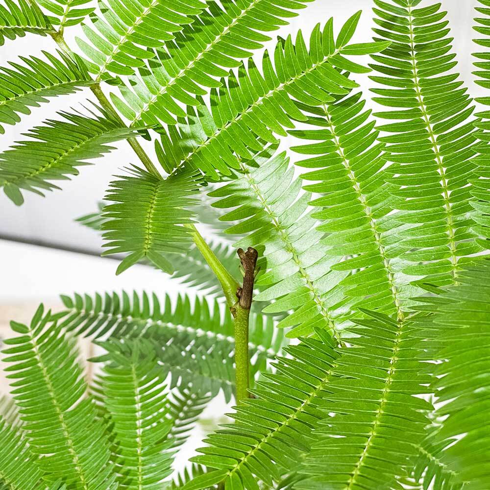 PLANCHU 観葉植物 コヨバ エバーフレッシュ 5号鉢 受け皿付き 育て方説明書付き Cojoba arborea var. angustifolia アカサヤネムノキ