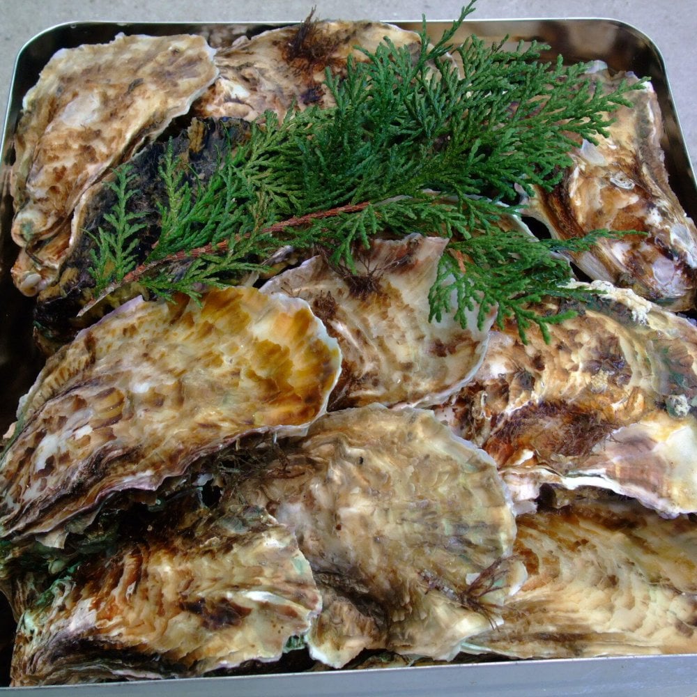 殻付き生牡蠣 岡山県 邑久町産 曙牡蠣 | 一斗缶100個以上(10kg) ■ 牡蠣むきナイフ、軍手付き お歳暮 送料無料 殻付き牡蠣 殻付き カキ かき 牡蛎 牡蠣一斗缶 海鮮 バーベキュー BBQ