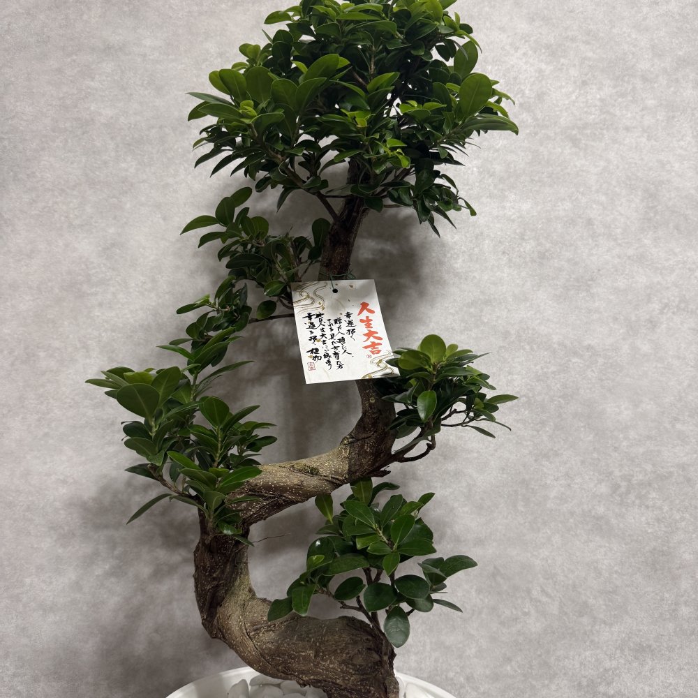 現品 ガジュマル 観葉植物 曲がり 8号鉢苗 大型 盆栽 登り樹 昇り竜 室内 珍しい 希少種 多幸の木 幸福をもたらす精霊が住むガジュマルの木 おしゃれなインテリア 結婚祝い 新築祝い 開店祝い 開業祝い 誕生日 母の日 父の日 記念日 プレゼントギフト 肥料別売り 敬老の日