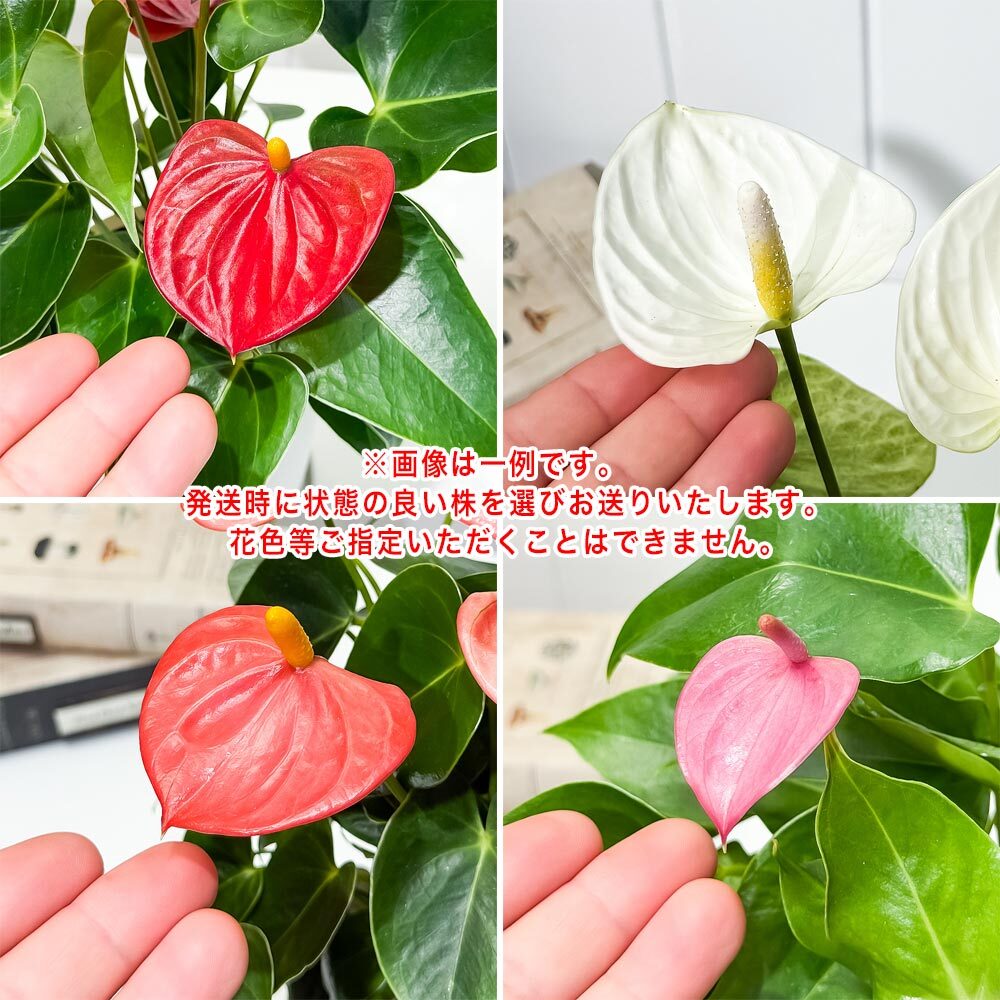 PLANCHU 観葉植物 アンスリウム 花色おまかせ 4号鉢 受け皿付き 育て方説明書付き Anthurium andraeanum アンスリューム アロイド 鉢花