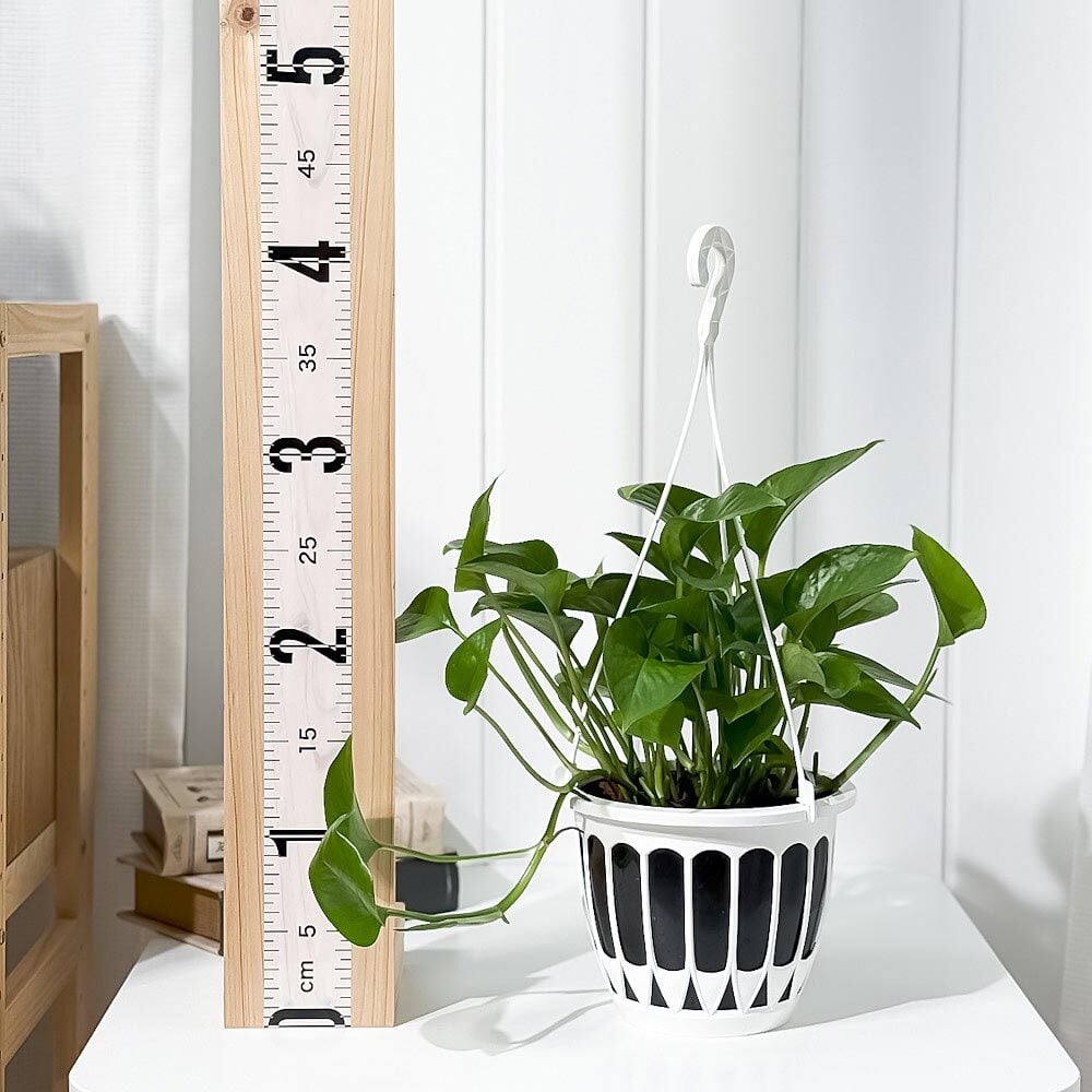 PLANCHU 観葉植物 ポトス パーフェクトグリーン 5号吊り鉢 育て方説明書付き Epipremnum aureum ‘Perfect Green’ エピプレムナム アロイド