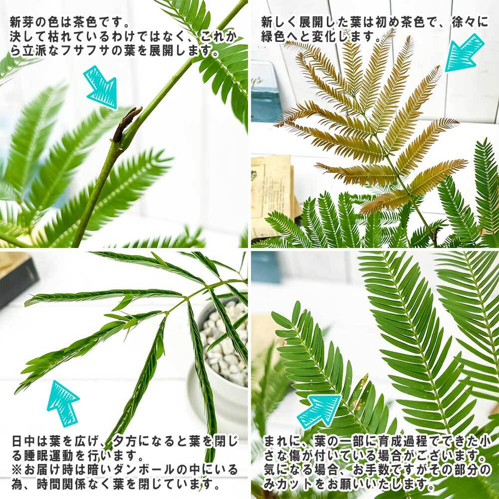 PLANCHU 観葉植物 エバーフレッシュ 5号鉢 受け皿付き 育て方説明書付き Cojoba arborea var. angustifolia コヨバ アカサヤネムノキ