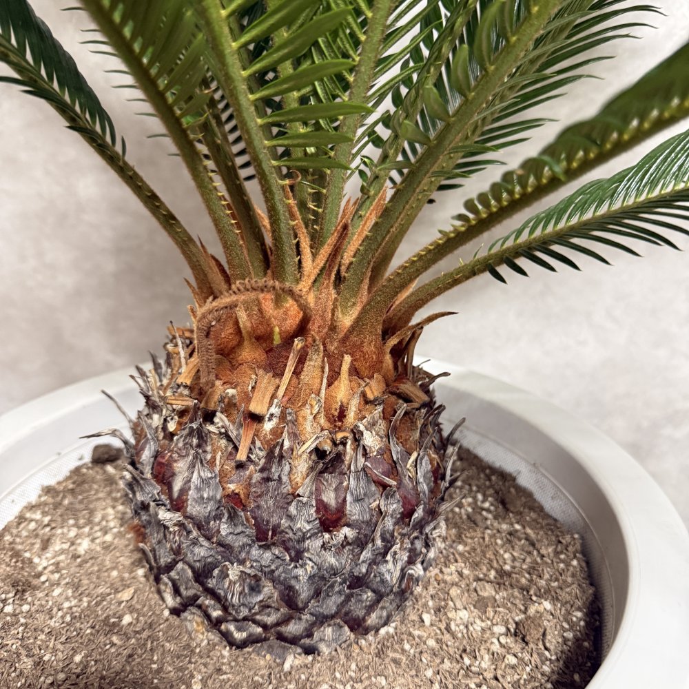 現品 観葉植物 ソテツ 蘇鉄 高さ80cm 10号鉢苗 大型種類 大きい 鉢植え 和風 和室 南国 おしゃれな室内インテリア 日陰 風水 玄関 リビング 初心者におすすめ 簡単で育てやすい 耐陰性 部屋 屋外 かわいい ベランダ プレゼント ギフト 開店祝い 結婚祝い 窓際 テレビ横 モダン 贈答